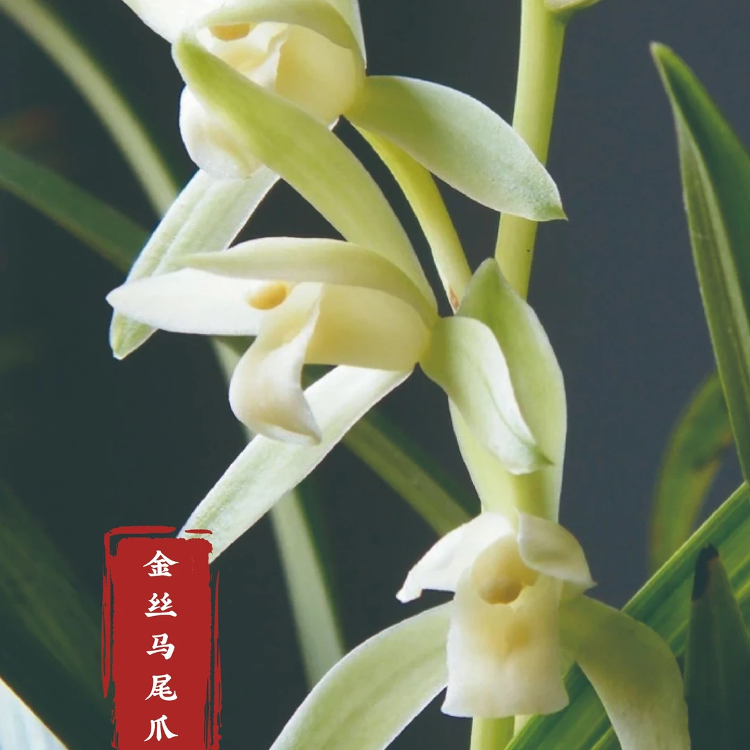金丝马尾【金纹翠叶，清芳雅趣素心兰】建兰铭品柔香型室内绿植 好养