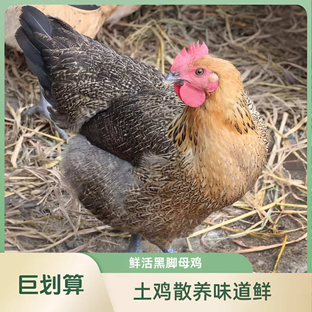 现货3斤黑脚母鸡 三只重9.5-11斤基地直发