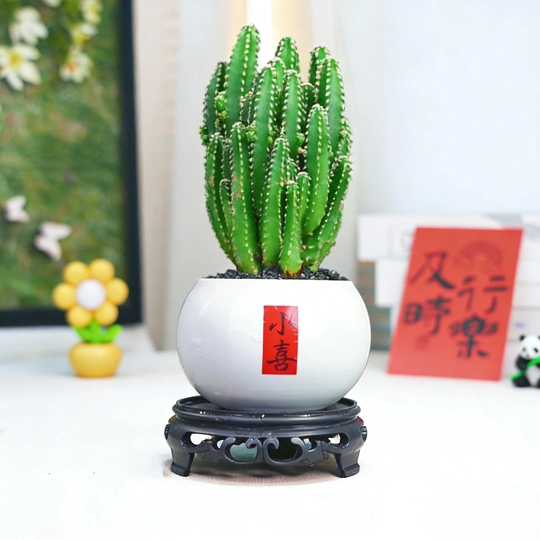 【小喜万重山】小盆栽多肉禅意中式意境室内客厅茶桌办公室好养摆件