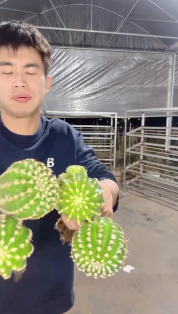 【闪购商品】4颗 实生根 黑金刚