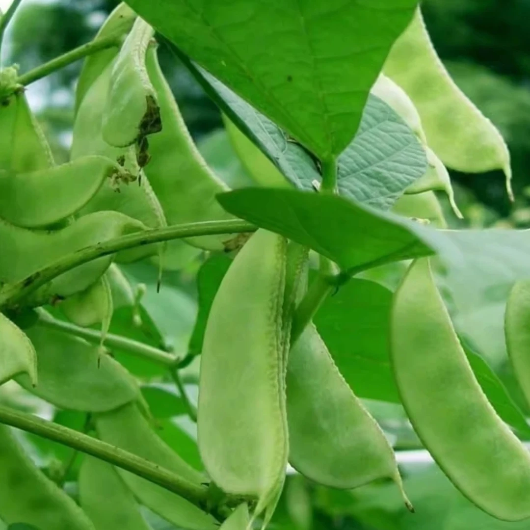绿色眉豆种子绿扁豆