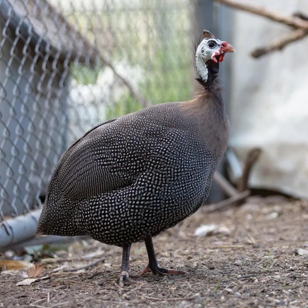宠物鸡 半斤珍珠鸡 脱温 半斤/一斤珍珠鸡顺丰包邮保活到家