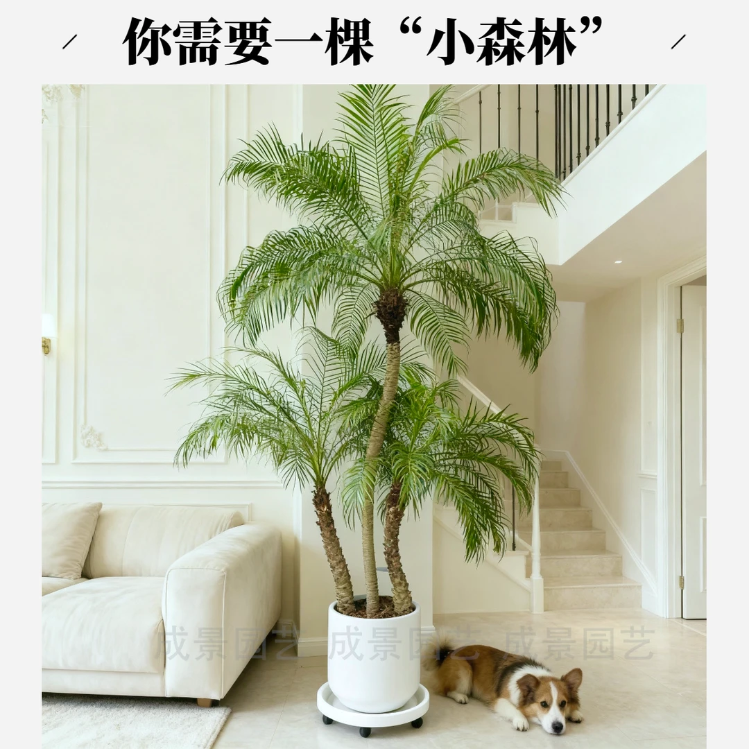 美丽针葵椰子树庭院植物棕榈树绿植盆栽室内客厅大摆件好养耐活