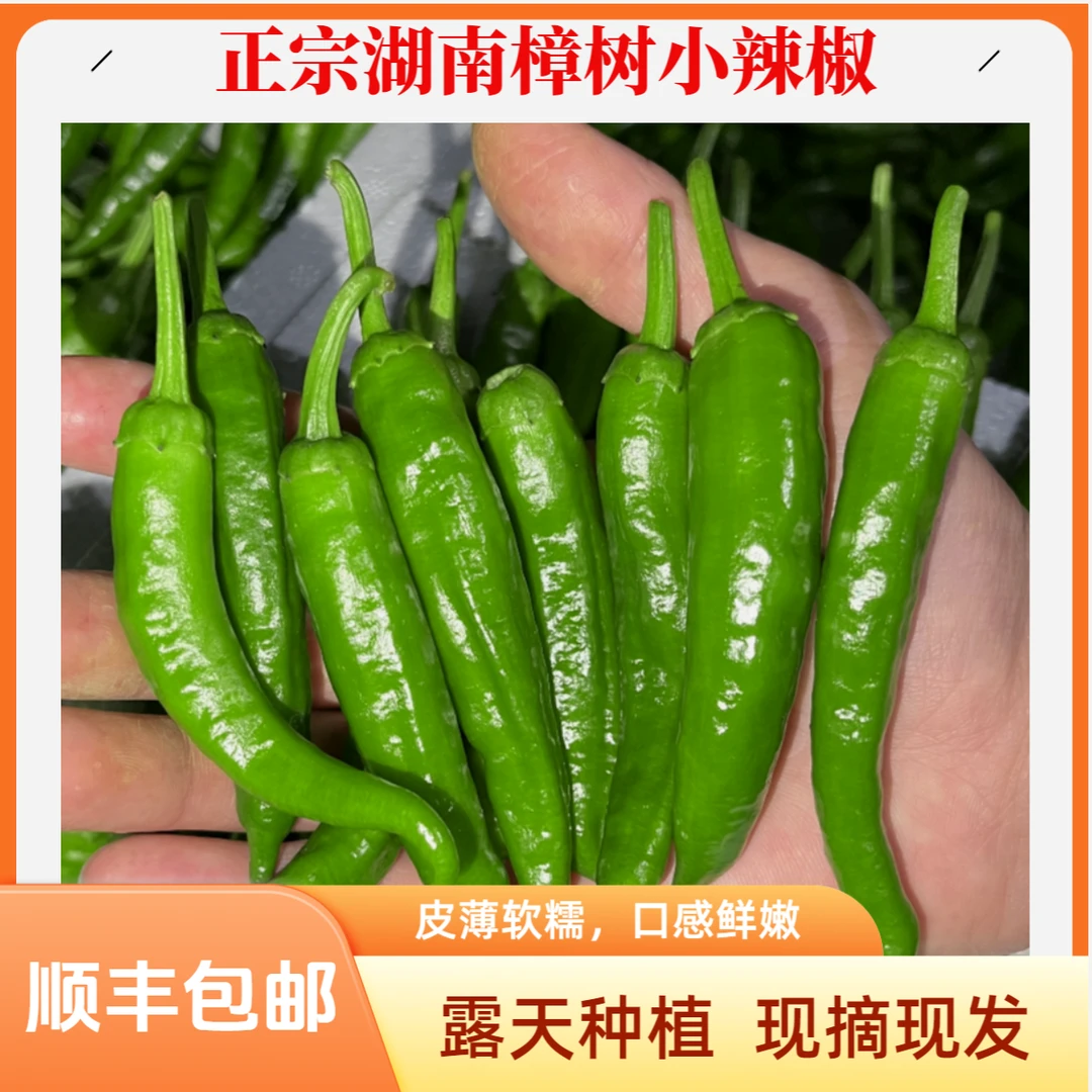 正宗樟树小辣椒湖南辣椒微辣软香嫩青椒湖南品种现摘现发露天种植辣椒同城配