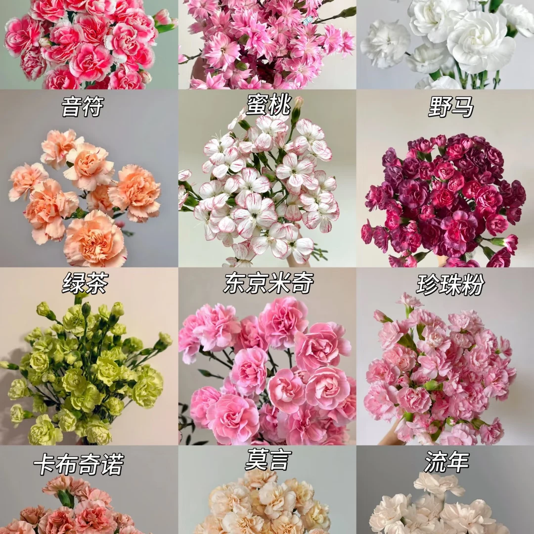 【康乃馨】花期长 新手友好 治愈系花材 鲜切花