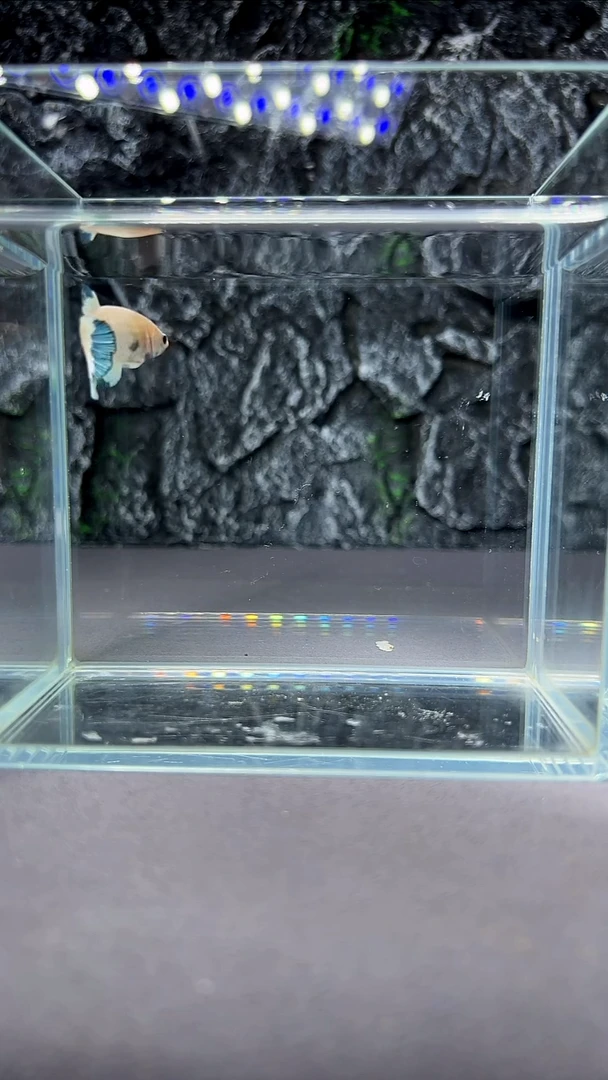 斗鱼竞拍链接A037