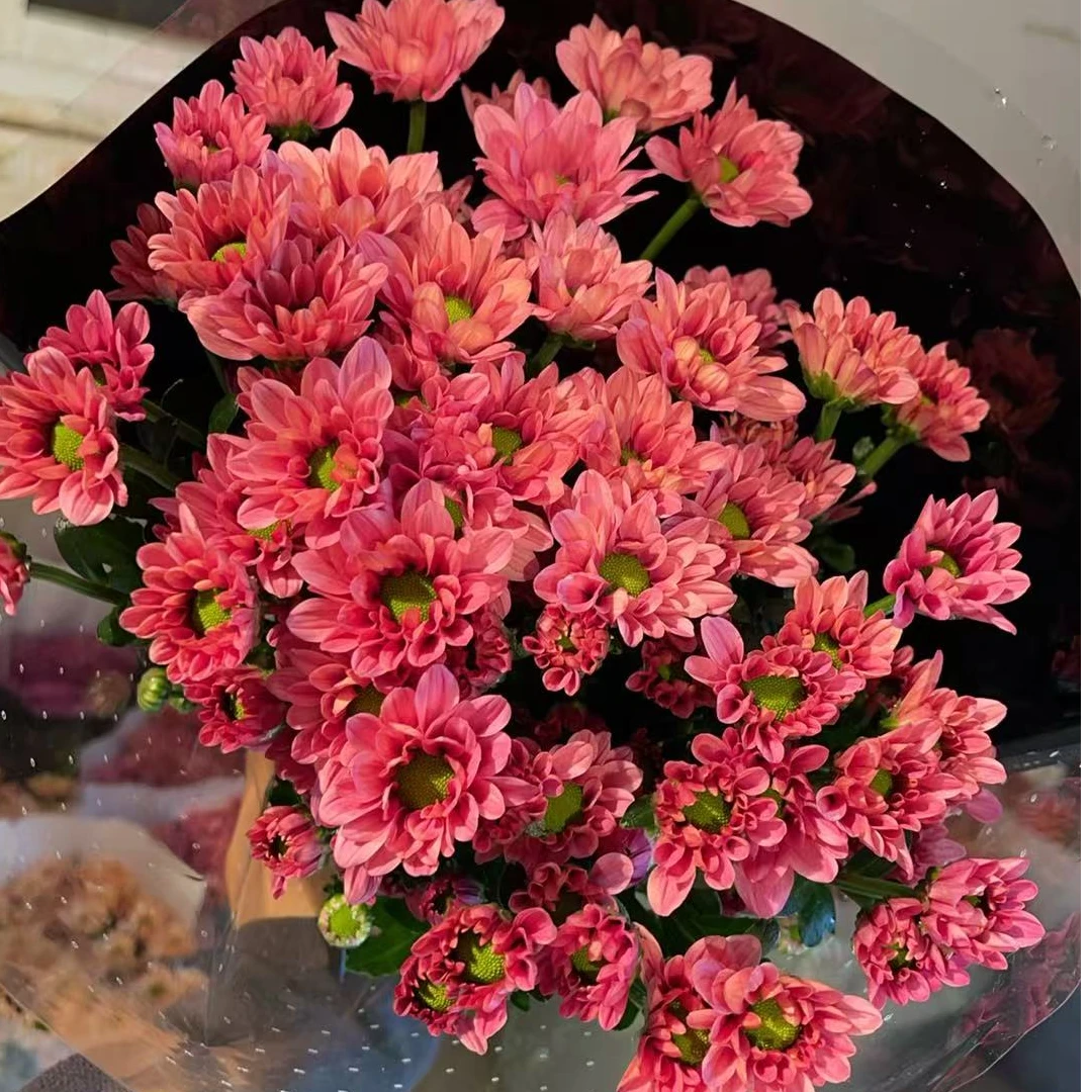 樱桃果酱 小雏菊全店任意N单一个运费