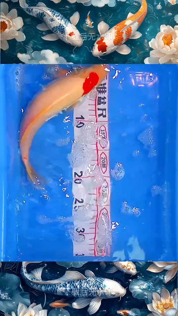 海水鱼锦鲤观赏鱼冷水淡水7