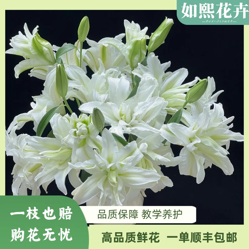 【百合】【艾莎】多头重瓣百合鲜花——浪漫之星#鲜花