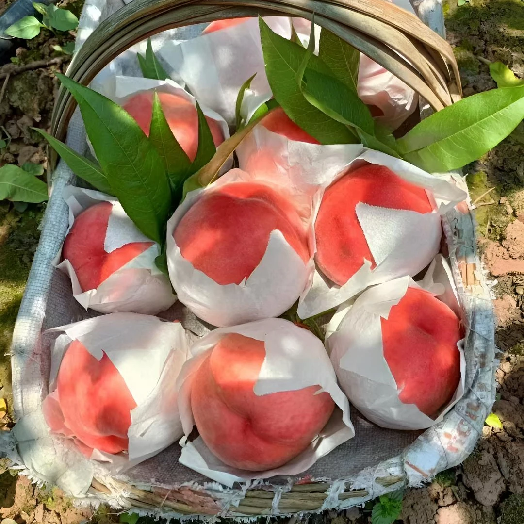 【晚湖景明年见/好评展示】四川龙泉驿新鲜水蜜桃当季水果脆甜多汁