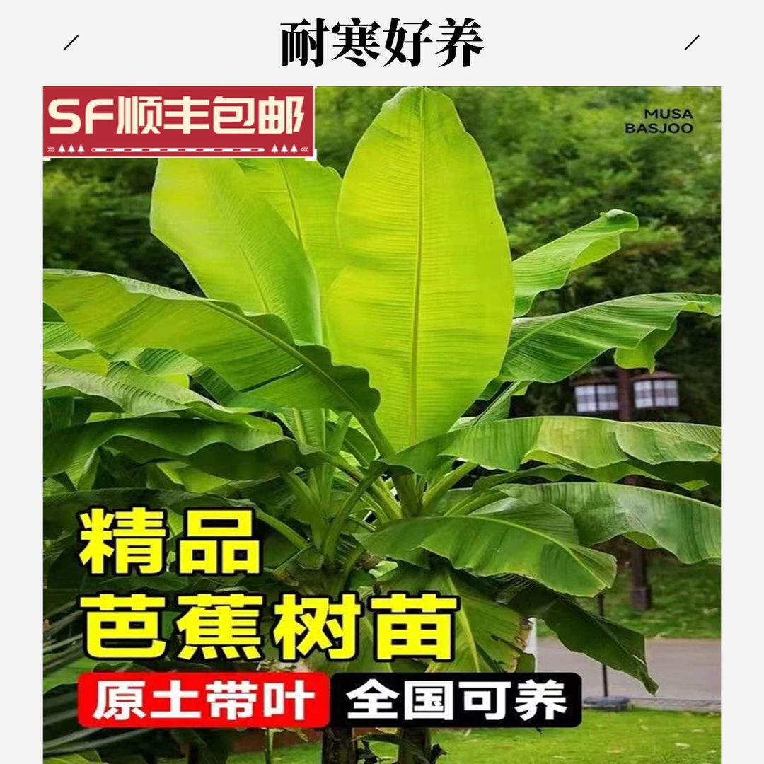 芭蕉树苗盆栽适合耐寒暴晒植物工程绿化绿植大型庭院花园观叶盆景