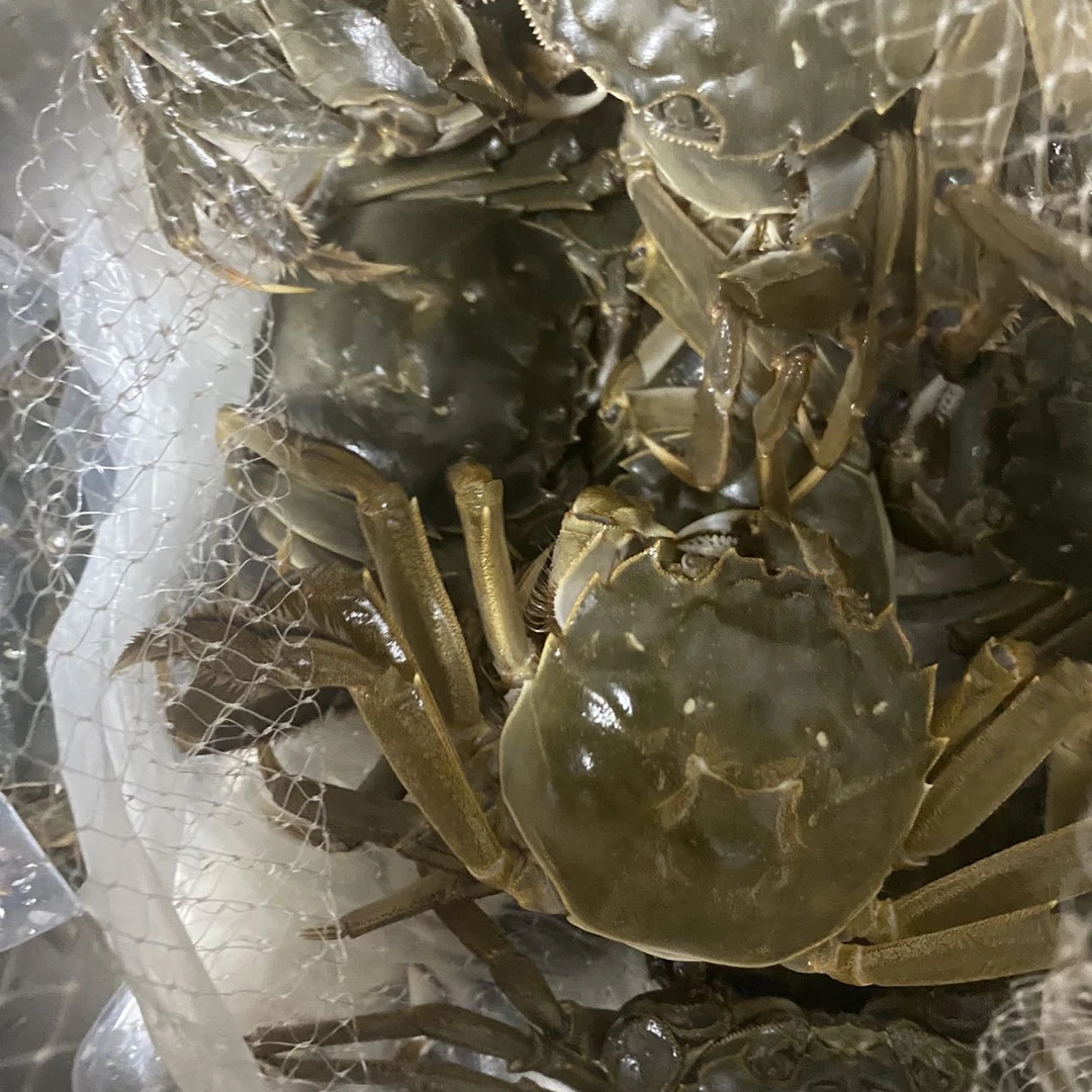 顺丰包活到家阿勒泰母蟹螃蟹净重500g-1kg，规格1.7-1.8两/只