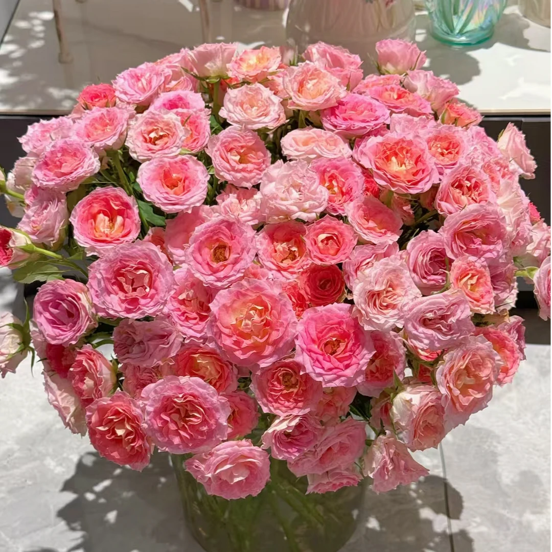 【仙女座｜春日序曲】稀有小众多头玫瑰  娇艳欲滴 明亮绚丽多头玫瑰