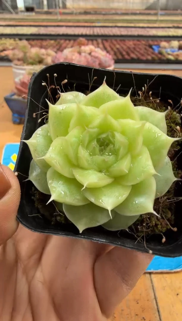 东云多肉园二店-445