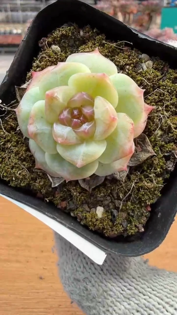 东云多肉园三店-234