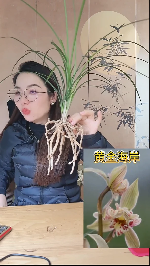当前无花栽培后可以开花：黄金海岸