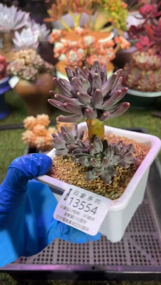 【闪购商品】13554