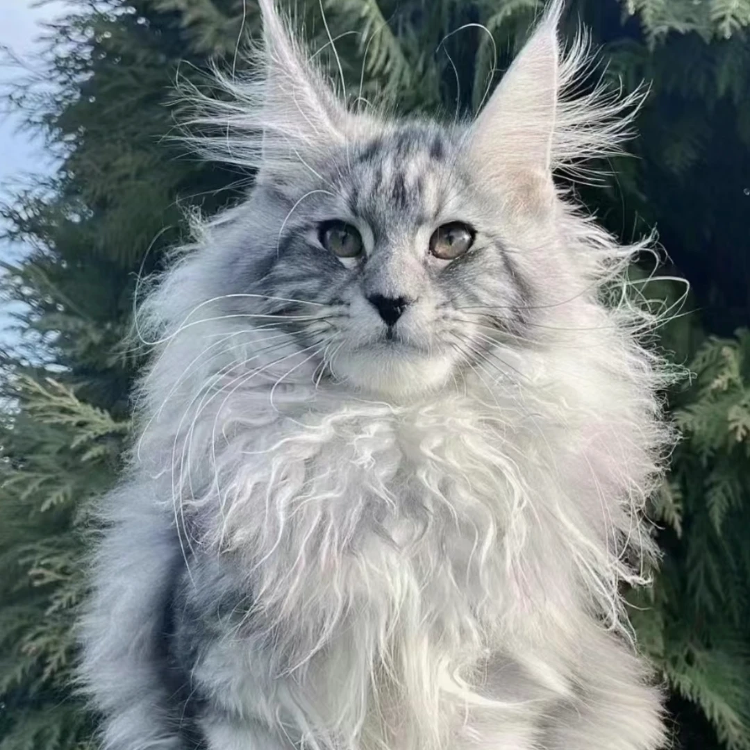 铂予宠物缅因猫 宠物猫咪活体专属全款成交链接