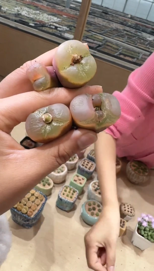 12-7多肉植物肉锥红冰魄有点微瑕一颗