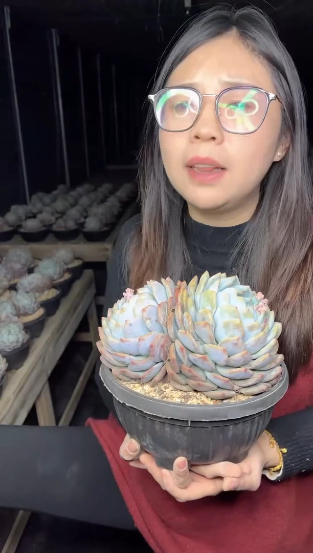 【闪购商品】48-双头梦露带盆土18