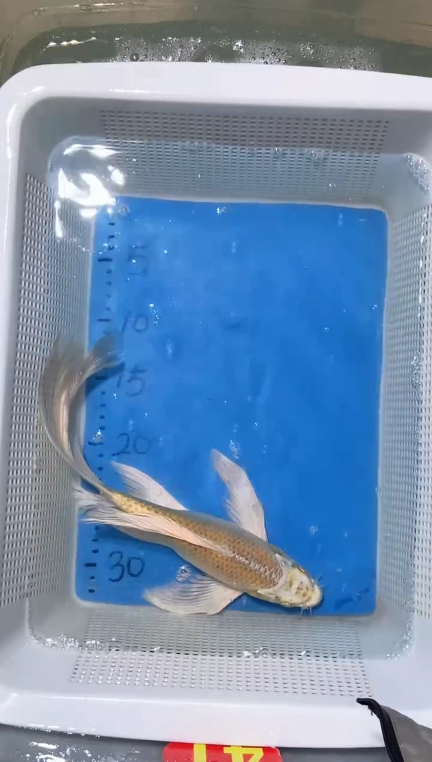 锦鲤锦鲤蝴蝶鲤鱼拍开箱视频包售后
