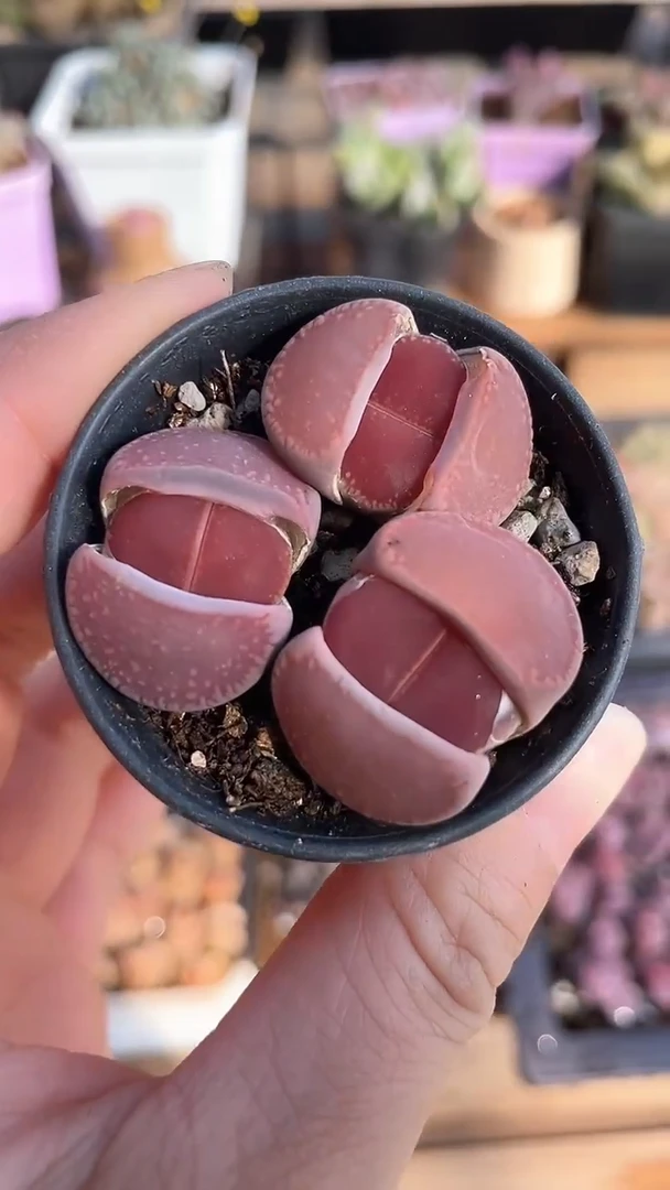 【闪购商品】9532直播一物一拍