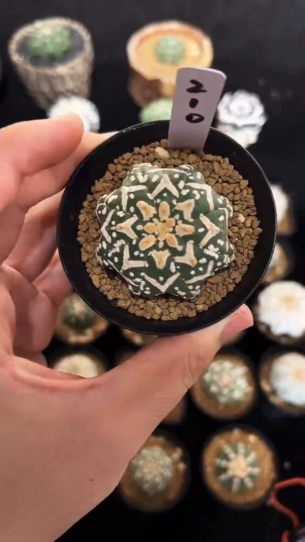 实生根星兜编码210