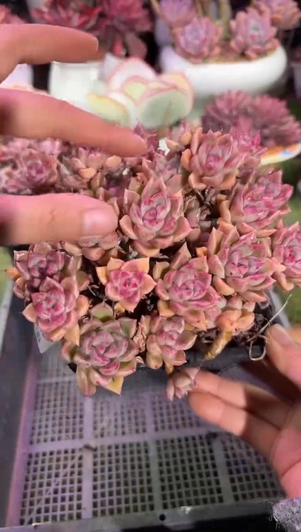 【闪购商品】10563