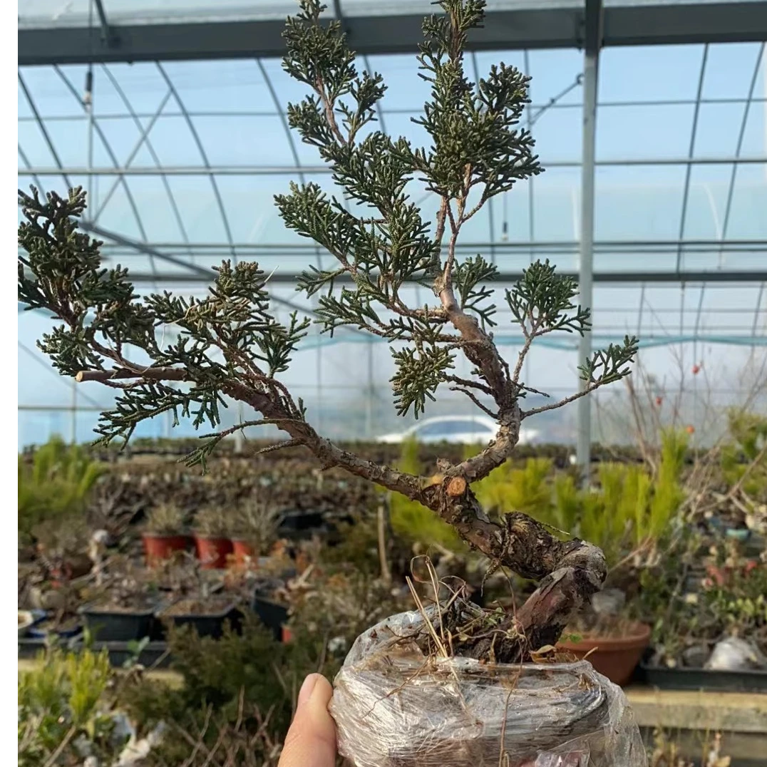 童子功打弯老桩济州真柏（随机发货）