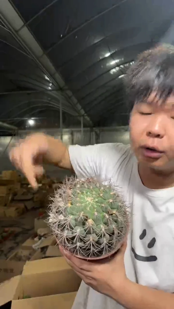 超大 新天地 冠幅17-23cm