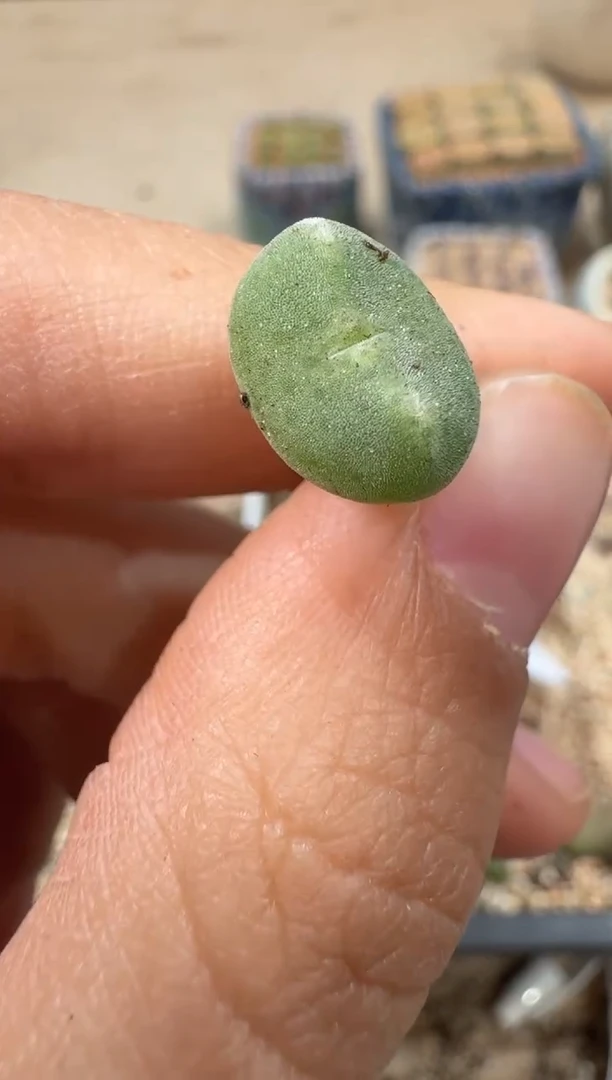 多肉植物肉锥2-204