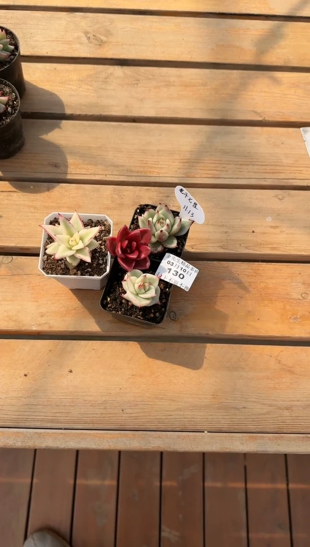 【闪购商品】0310-130多肉4颗（大魔王专拍）