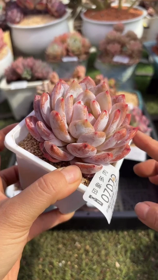 【闪购商品】07072