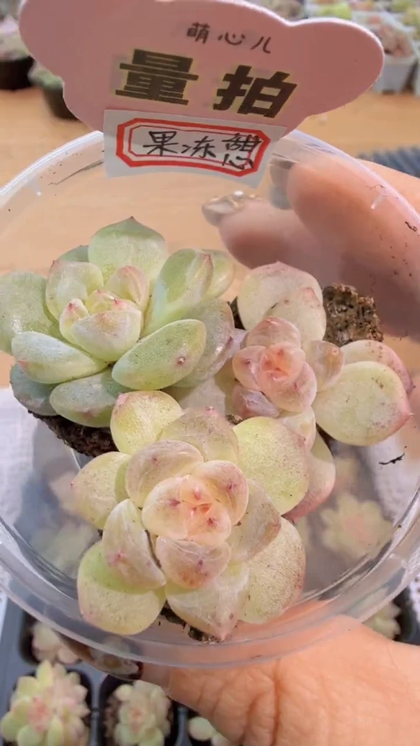 t0 单双混 3颗量拍混发 满9.9包邮