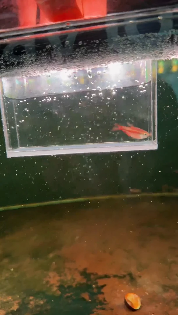 灯科鱼超级红魔鬼*1