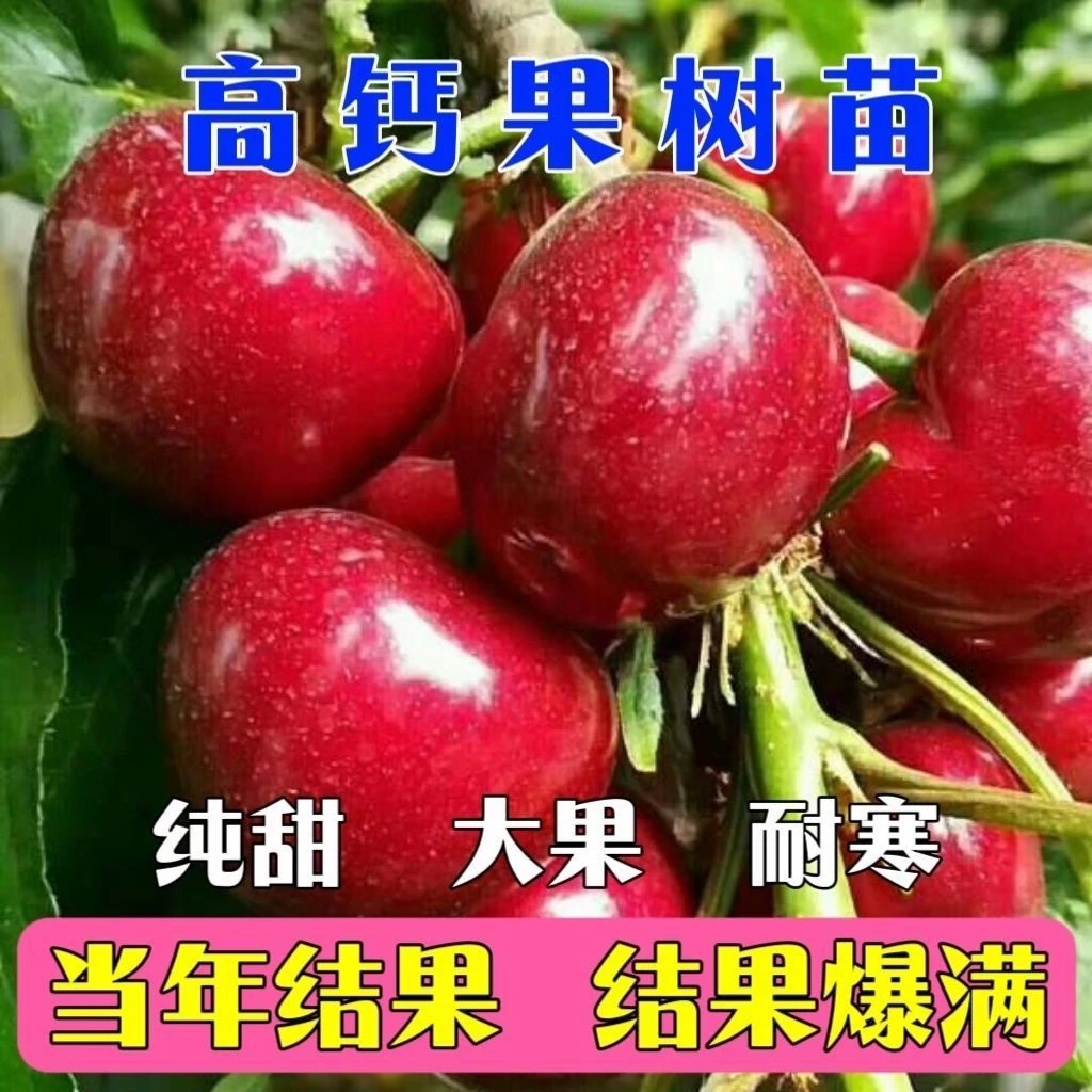 钙果果树苗盆栽高钙欧李苗当年结果中华钙果苗庭院地栽南北方种植