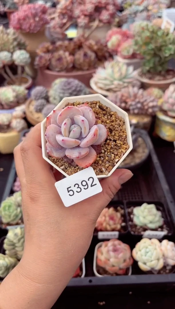 【闪购商品】5392单头奶茶多肉