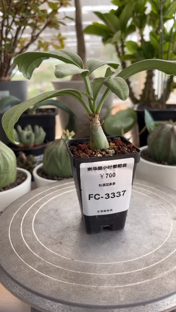 索马里小叶葡萄翁FC-3337