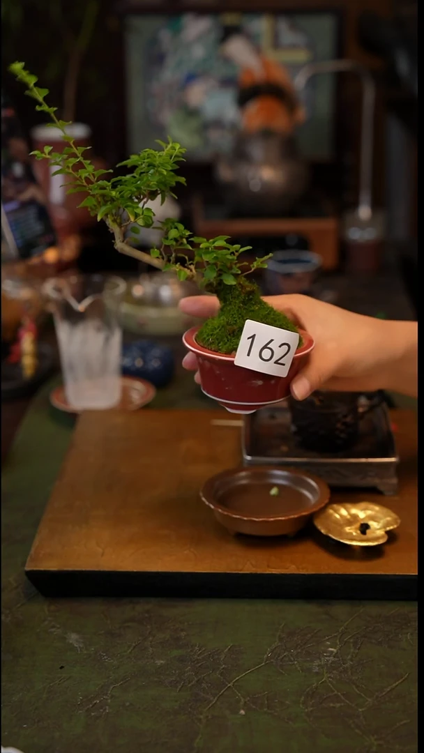 植物162 景德镇陶瓷福利款