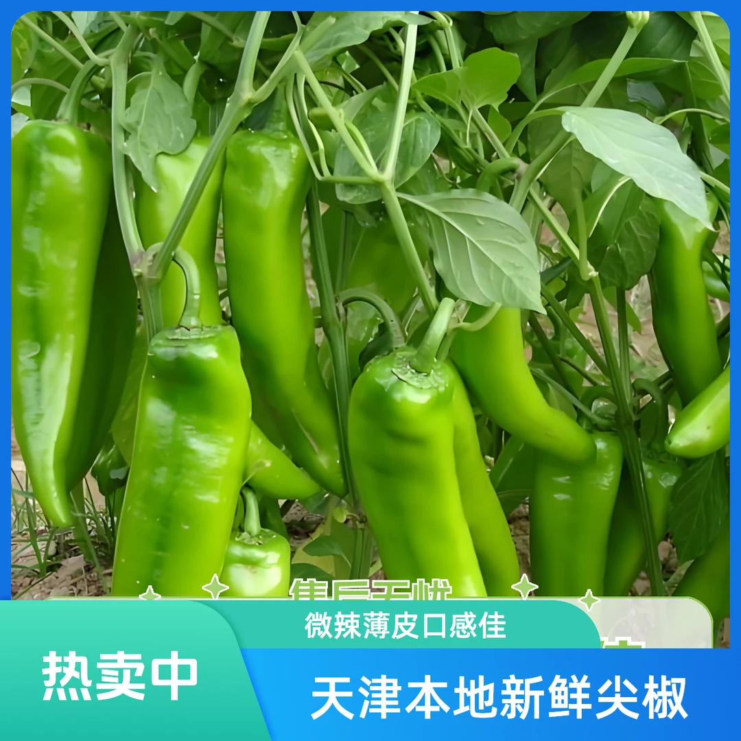 【津园生鲜】尖椒、天津本地尖椒、螺丝椒、微辣薄皮、现摘现发3斤（±2两）顺丰送货上门新鲜辣椒辣椒同城配