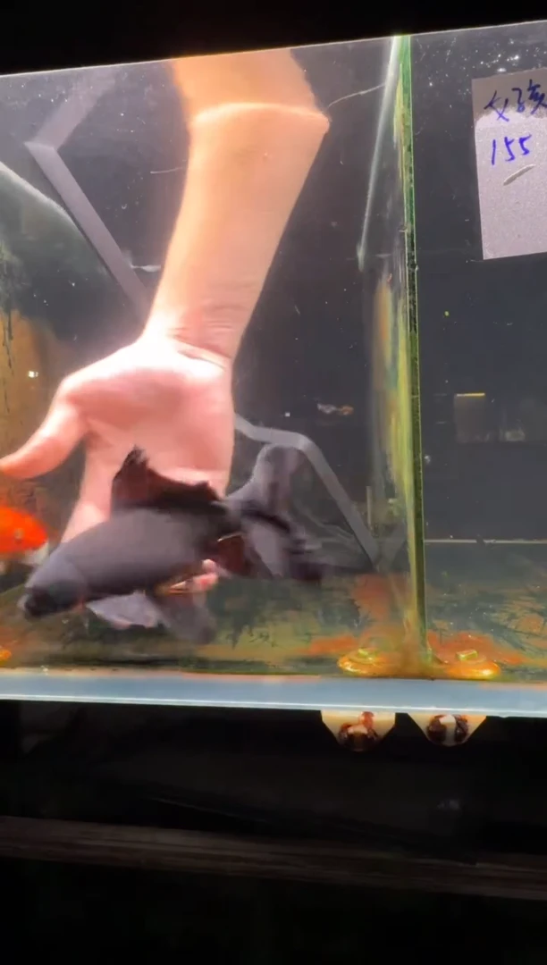 蝴蝶鲤鱼哥*好黑蝴蝶