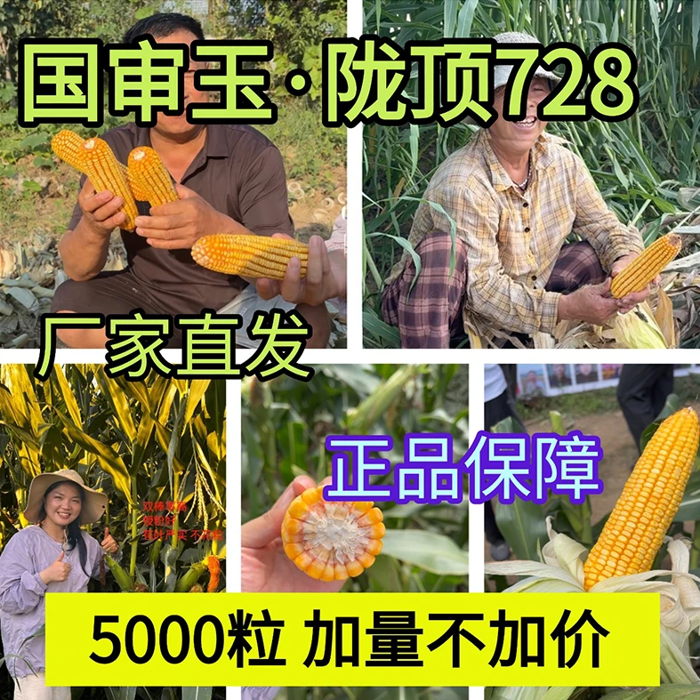 【短视频专属优惠】728玉米种子 五谷新货 耐旱不怕倒伏防病高产