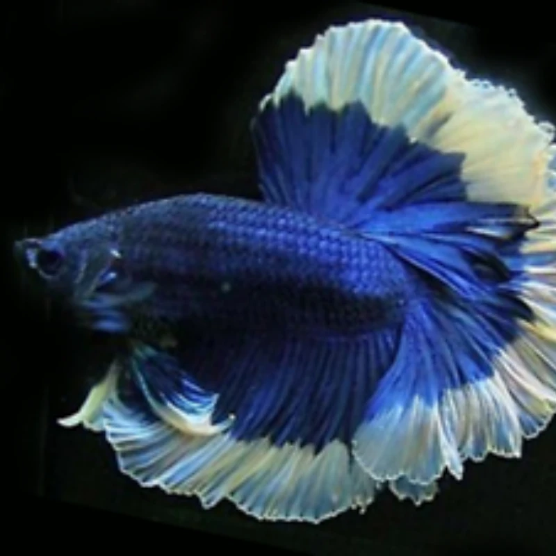 H3（49-72）泰国斗鱼小型热带观赏鱼【直播间选鱼】