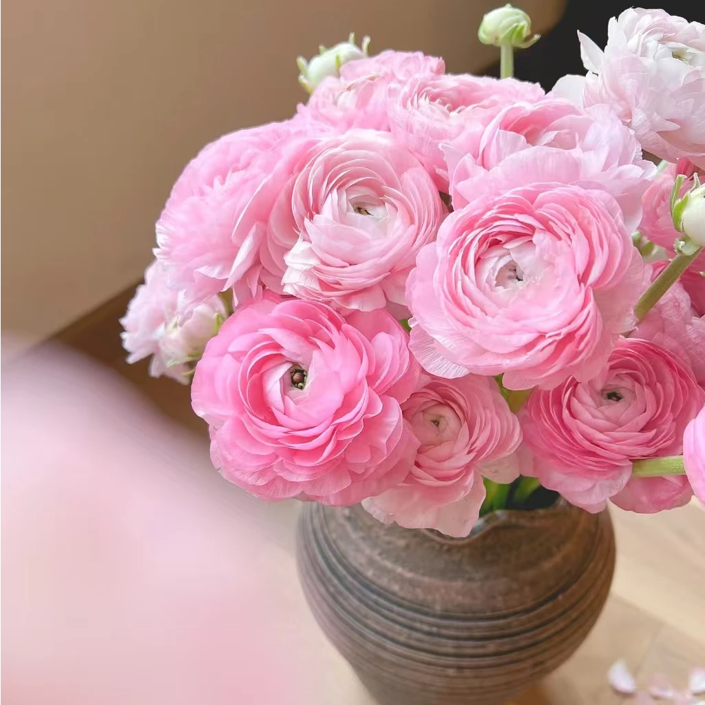 【洋牡丹粉色一扎】辽宁地区今天拍明天发，任意两单顺丰包邮