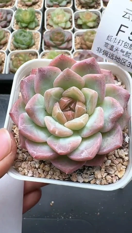 591F云禹多肉植物 默认脱土纸巾打包 3颗包邮