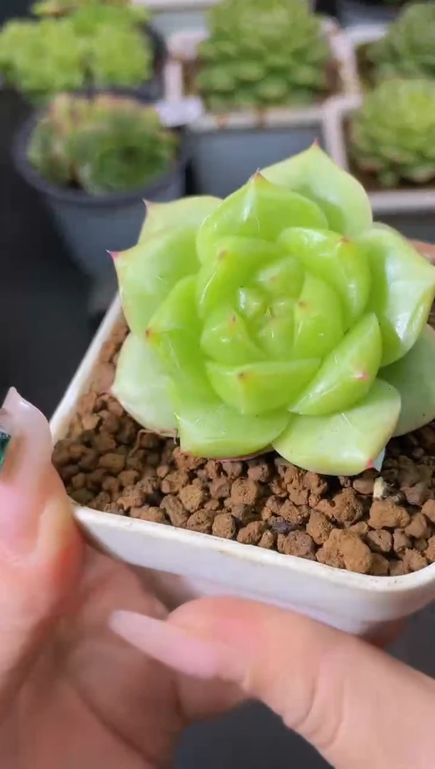 315绿芜量拍发一颗