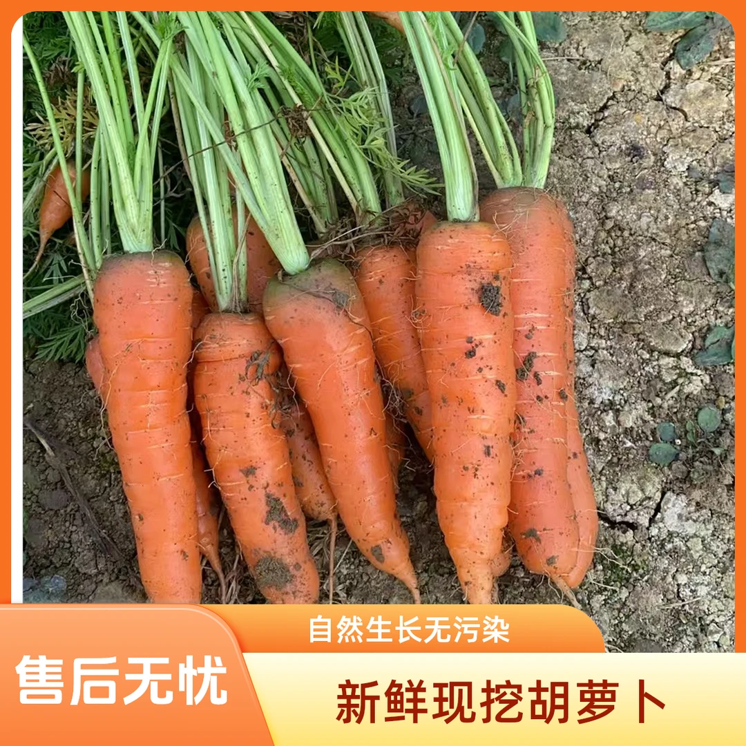 湖南本地胡萝卜现拔现发软檽香甜新鲜胡萝卜