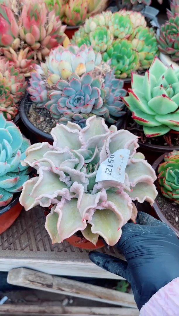 05123多肉植物一物一拍
