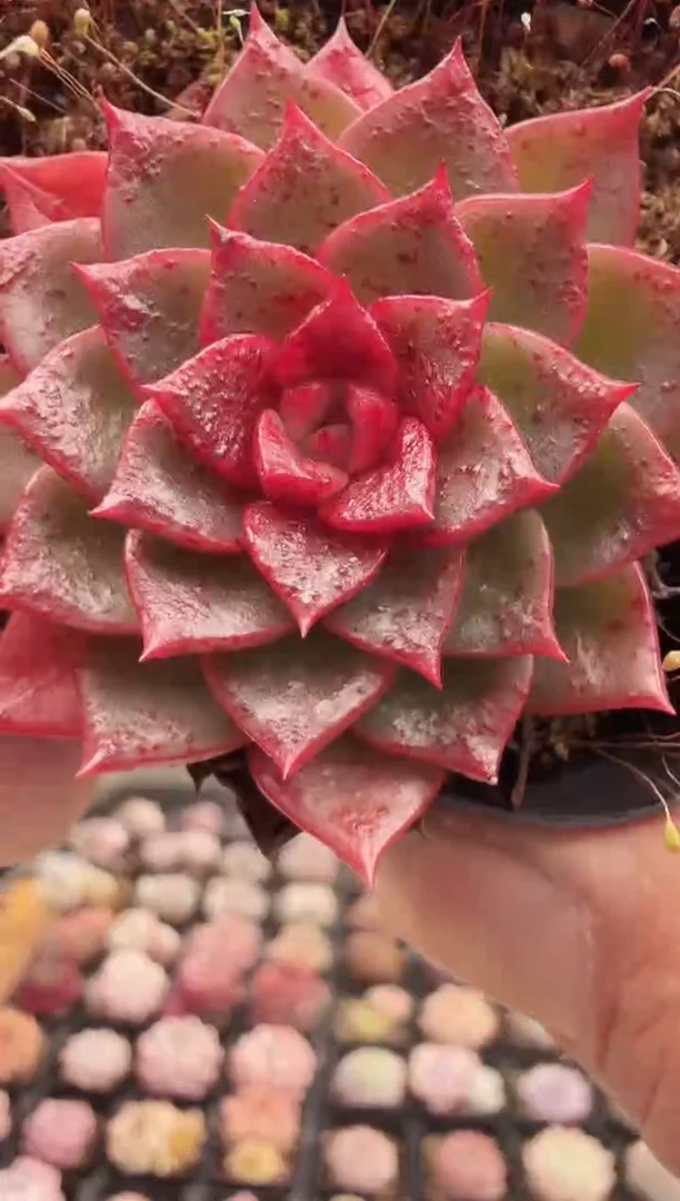 东云多肉园新款-227