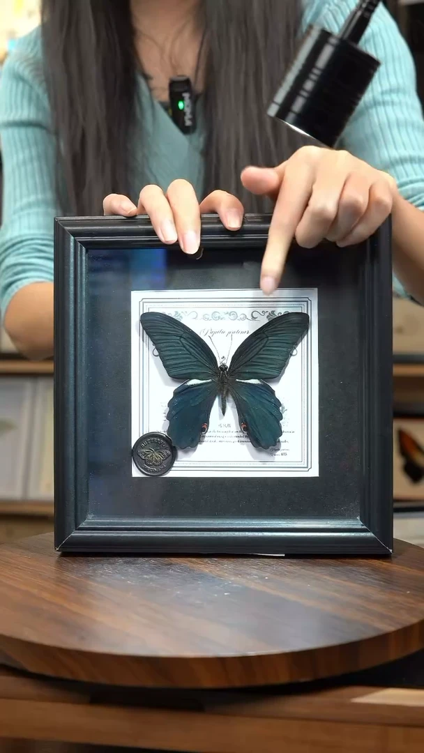 蓝凤蝶盲盒款7寸方框